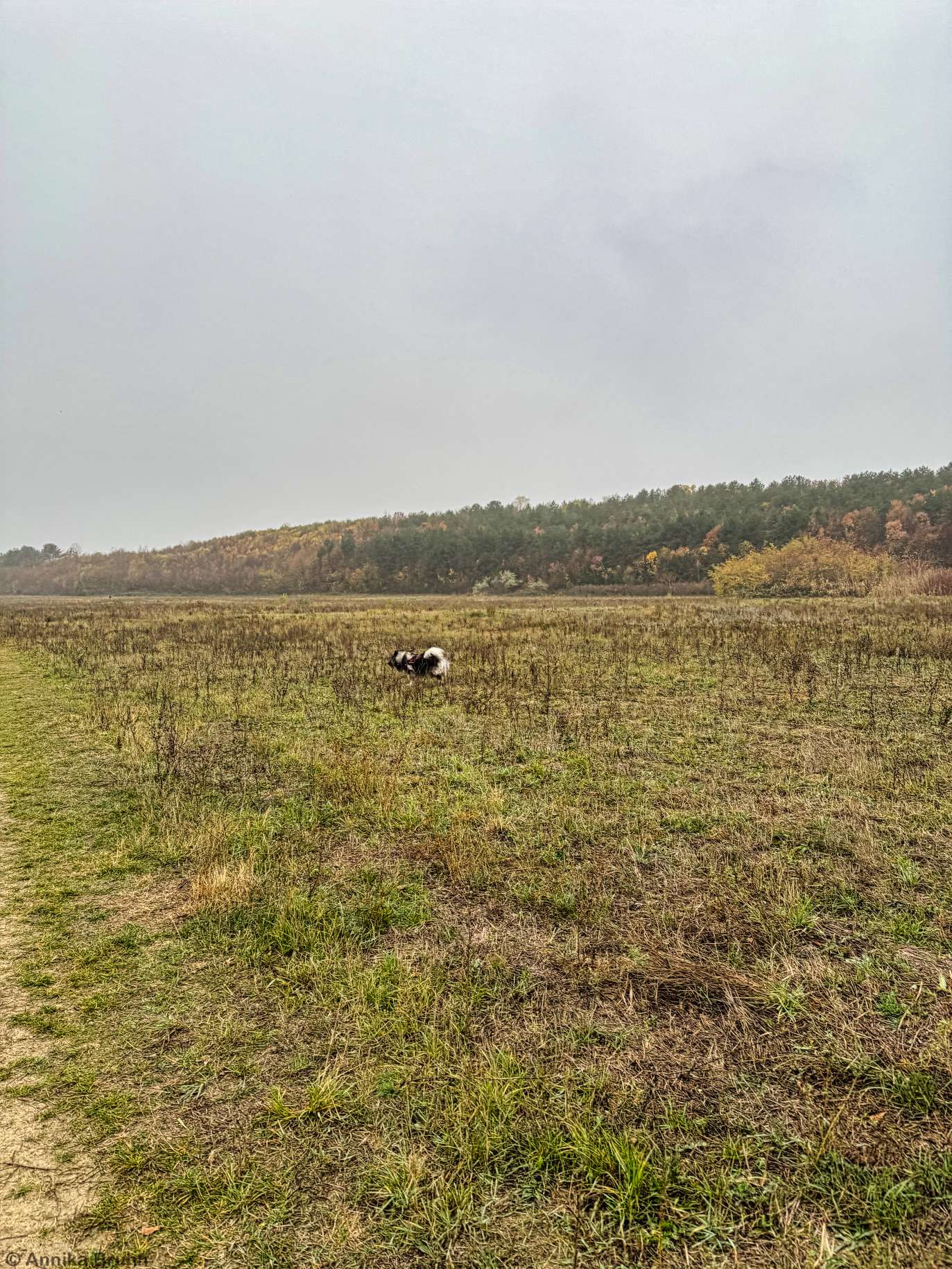 Über eine Wiese streifen das macht Spaß